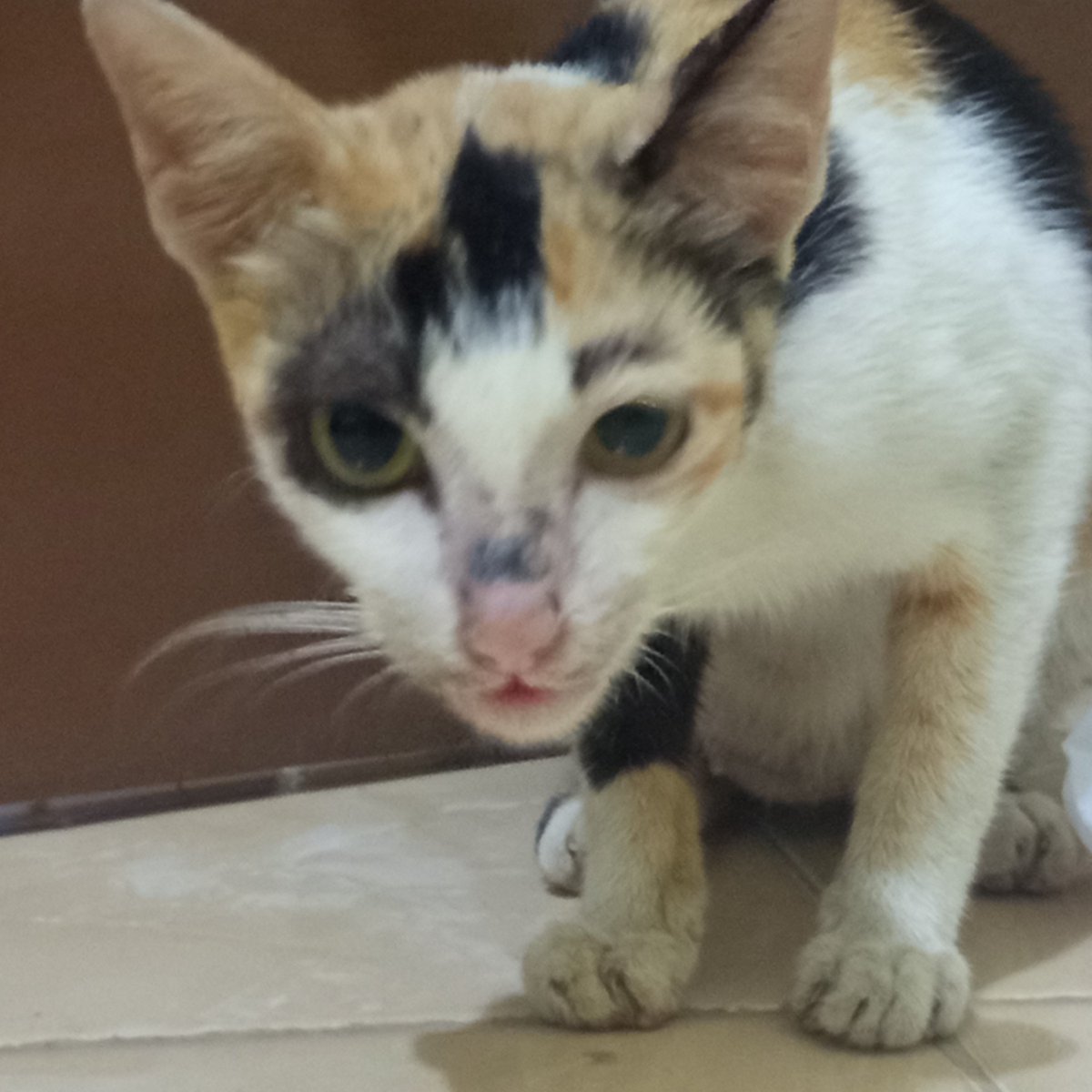 foruglylove's tweet photo. aloo kenalin aku bolu 👋🏻 yg selalu dteng buat minta makanan dikosan 🧏🏻‍♀️👈🏻😄🐈 https://t.co/0yHVqSiIk1
