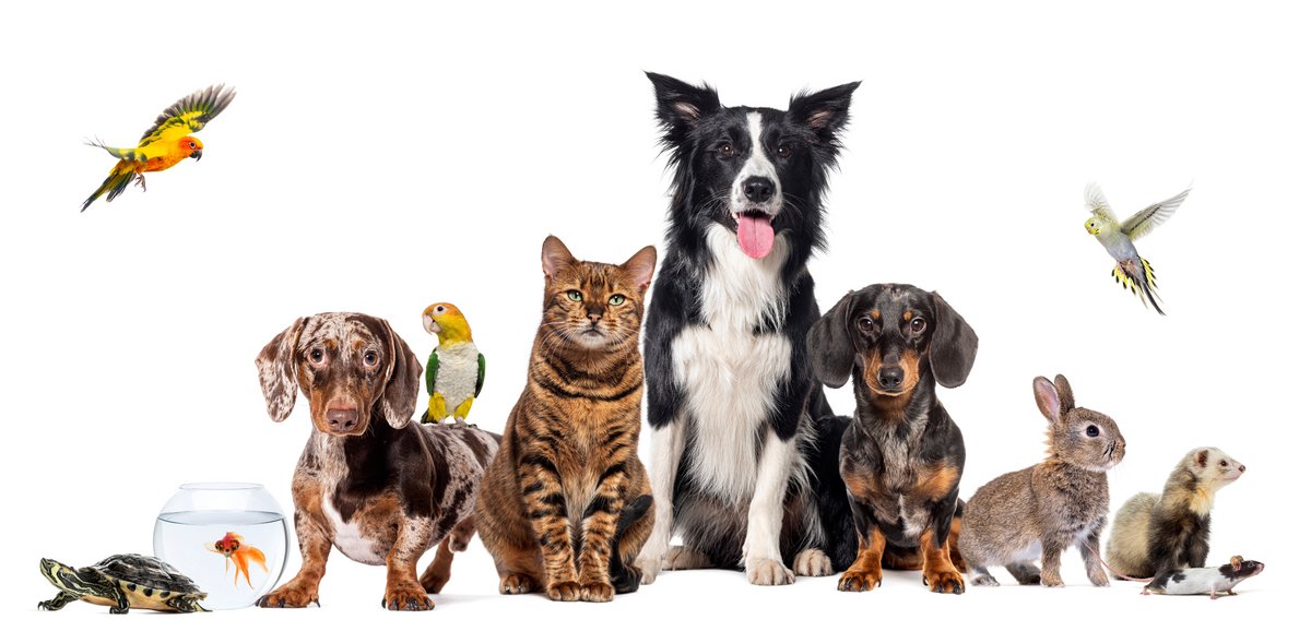 CubaMES's tweet photo. 🐾 Cuidar a los animales es un acto de amor, pero también de responsabilidad. 🌿 
Ellos no necesitan palabras para enseñarnos sobre el cariño, la lealtad y la confianza. Solo necesitan que sepamos mirarles, protegerles y entender que sus vidas también importan. ❤️ https://t.co/Y46P9TROUF
