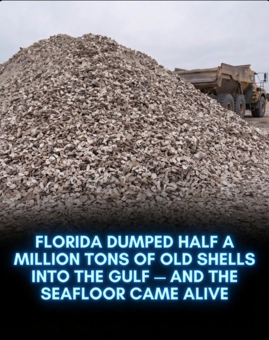 Rainmaker1973's tweet photo. Florida dumped 500,000 tons of recycled oyster shells into the gulf and revived a dying marine ecosystem.
Natural restaurant waste may be the ultimate tool for reef restoration.
Between 2007 and 2024, Florida embarked on an unusual ecological experiment. The state dumped over 500,000 tons of discarded oyster and clam shells, collected directly from restaurant plates and processing plants, into the gulf. Critics initially slammed the move as reckless dumping, fearing it would further harm the region’s fragile, sandy seafloor.
Even researchers initially doubted the project, as no visible progress occurred for years. However, beneath the surface, the rotting shells were quietly undergoing a chemical transformation. This started with the growth of essential biofilms and the release of calcium that created vital chemical microzones for marine survival.
As the old shells disintegrated, they provided a perfect solid foundation for living baby oysters to attach and thrive. These active oysters filtered the water, combating toxic algae blooms and triggering a trophic cascade that brought fish, turtle, and dolphin populations back to levels not seen in 25 years.
This massive environmental victory has captured the attention of marine biologists worldwide, with similar shell-recycling programs now taking root across the U.S. coastlines and Europe. The project proves that simple, natural waste, when thoughtfully repurposed, can successfully reverse decades of human-caused marine degradation.