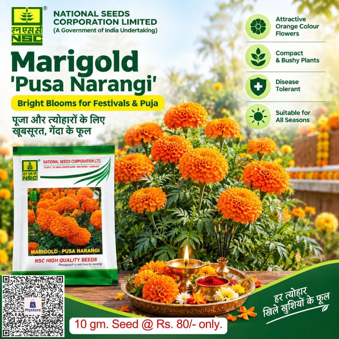 NSCLIMITED's tweet photo. 🌼पूजा और त्योहारों के लिए अपने घर या बगीचे में उगाएँ खूबसूरत नारंगी गेंद�� के फूल!

NSC स्टोर से 10 ग्राम 'पूसा नारंगी' वैरायटी के गेंदे के बीज ऑर्डर करें@ https://t.co/cfXtNhs1Bc मात्र 80/-₹ में!

#Marigold #PusaNarangi #MarigoldSeeds #FestiveFlowers #FlowerGardening https://t.co/KQxL67SlcH