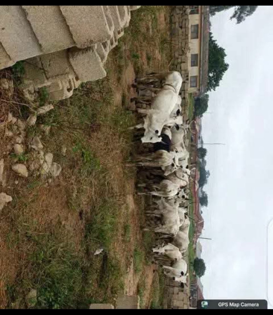 ana_herleemerh's tweet photo. While the self-confessed terrorist Reverend Father from Plateau State was traveling to report Nigerian Muslims to Benjamin Satanyahu, his Christian terrorists invaded a Fulani ruga, killing Fulani people and rustling their cattle. They have now been captured by our troops.

May God continue to expose and destroy all those who use the Fulani as a cover for their terrorism to advance their anti-Islamic agenda.