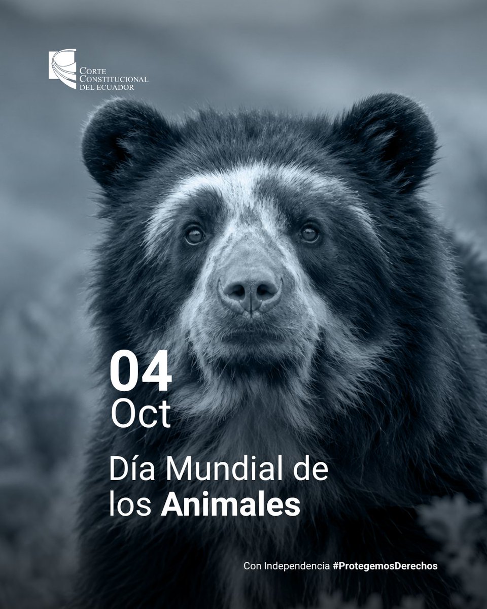 CorteConstEcu's tweet photo. 🐻 Los animales son sujetos de derechos.

En el #DíaMundialDeLosAnimales, recordamos la Sentencia 253-20-JH/22, en la que la Corte Constitucional desarrolló el alcance de los derechos de la Naturaleza respecto de los animales. https://t.co/fE93QJzb8D