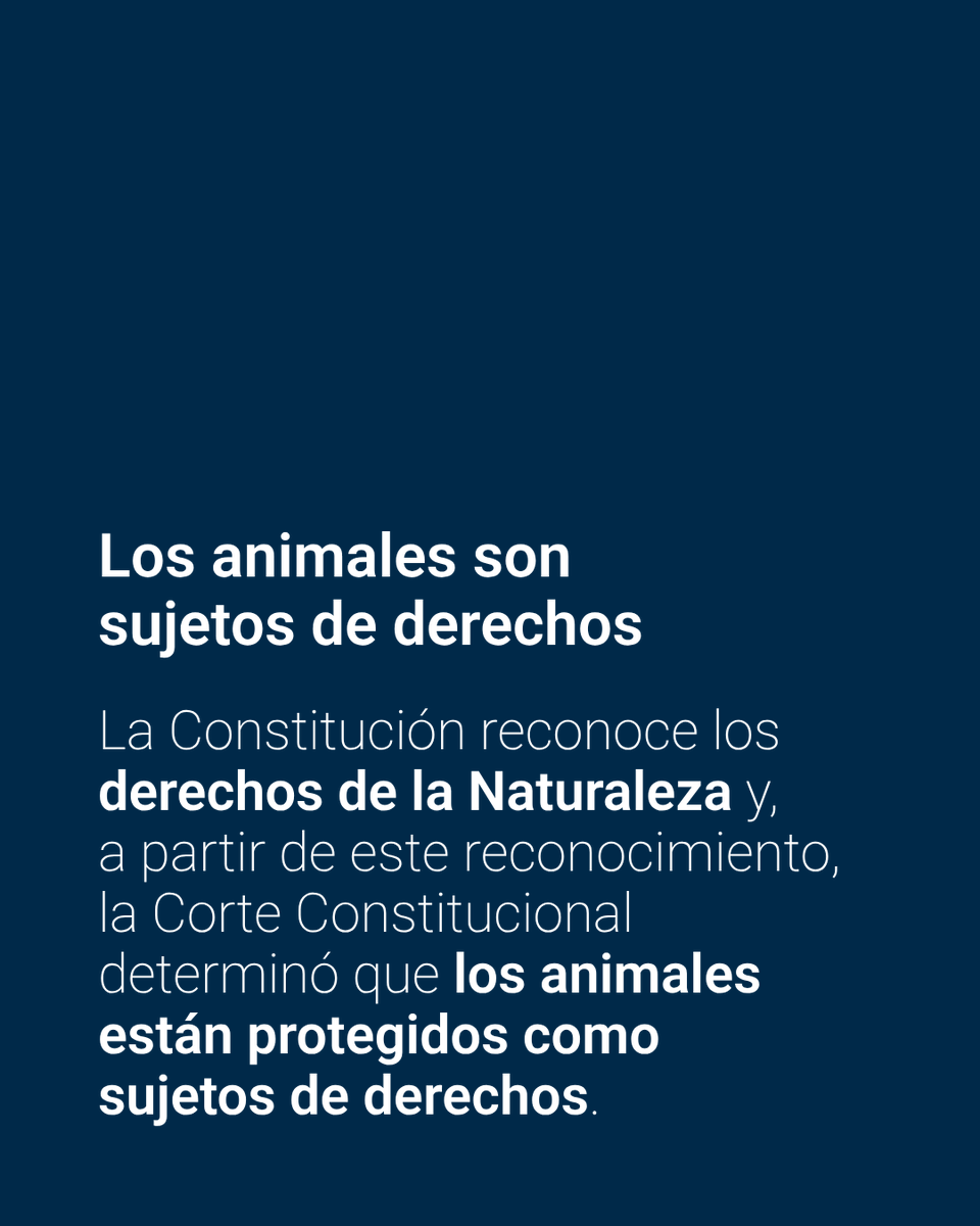 CorteConstEcu's tweet photo. 🐻 Los animales son sujetos de derechos.

En el #DíaMundialDeLosAnimales, recordamos la Sentencia 253-20-JH/22, en la que la Corte Constitucional desarrolló el alcance de los derechos de la Naturaleza respecto de los animales. https://t.co/fE93QJzb8D