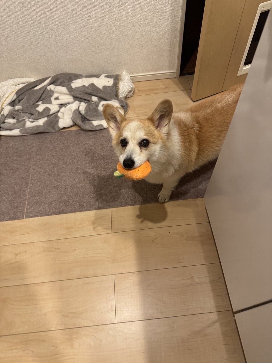 tamomi03's tweet photo. 今日はオレンジ🍊が良いらしい https://t.co/cqeSgUT2Y4
