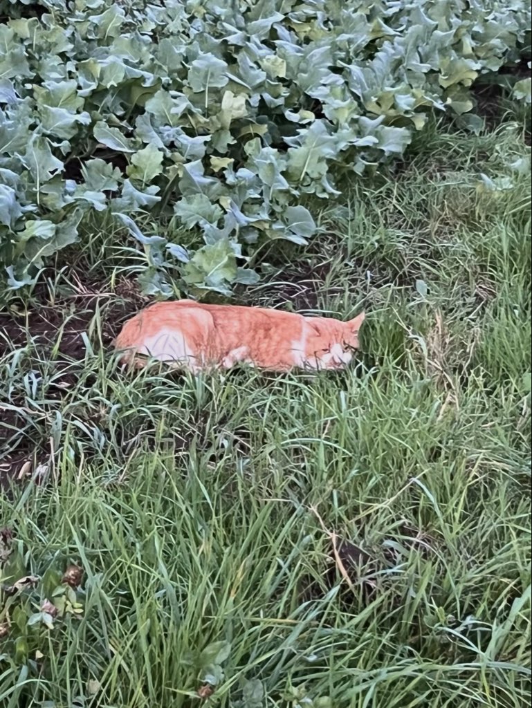 itsp3arl's tweet photo. Hello kitty in front of my house =^w^= https://t.co/GIfxDbFp04