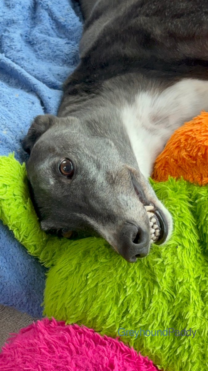 paddythegreyt's tweet photo. Smile… it’s Sunday! 🐾

Human said, “Say cheese.”

I’m hoping that’s a promise.

Sausages would also be acceptable. 

Paddy 🐾 https://t.co/R1S6qEYOJ7