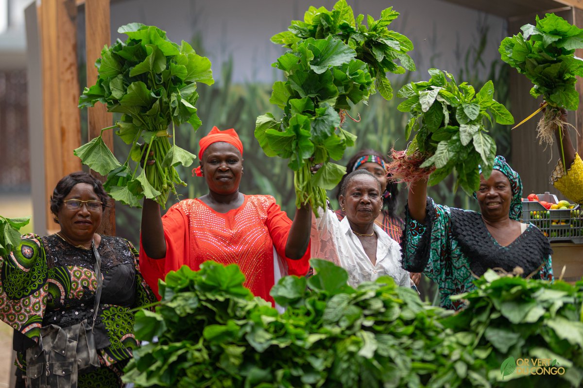 Orvertducongo's tweet photo. 📸OR VERT EN IMAGE  part 1

CE N’ÉTAIT PAS QU’UNE FOIRE. C’ÉTAIT LE DÉBUT D’UN MOUVEMENT.

Ce 3 octobre 2026, le Musée National de la RDC a accueilli la Foire Agro-Pastorale Made in Congo.

Revivez les temps forts de cette journée en images.

Notre terre produit. Nos producteurs créent. Nos entrepreneurs innovent.

OR VERT DU CONGO  LA RICHESSE QUI POUSSE.

#OrVertDuCongo #MadeInCongo #RDC #AgricultureCongolaise
