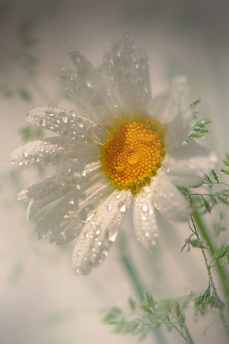 snowblindguy's tweet photo. Alexis https://t.co/8ZehyflbzI #flowerpowerexists https://t.co/IuQuQ1SgeB