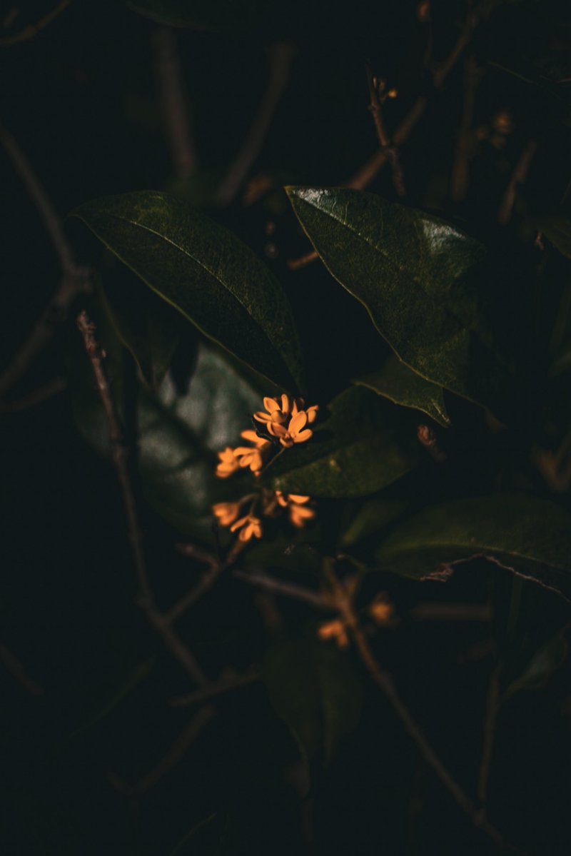 Boo1da's tweet photo. 🧡❁⃘*.ﾟ https://t.co/rrWWSEiDZn