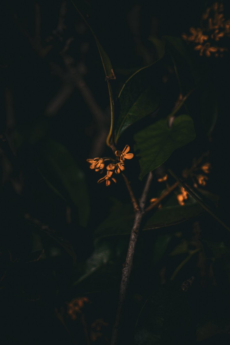 Boo1da's tweet photo. 🧡❁⃘*.ﾟ https://t.co/rrWWSEiDZn