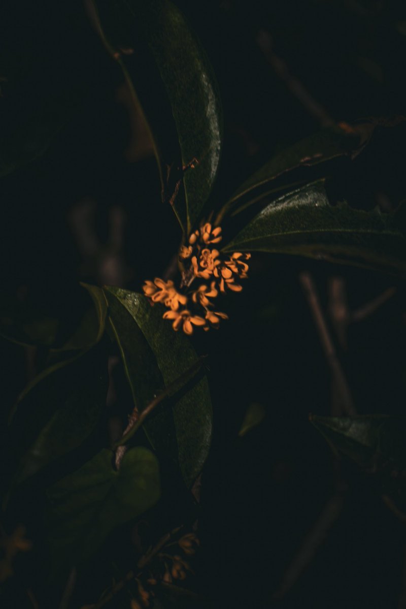 Boo1da's tweet photo. 🧡❁⃘*.ﾟ https://t.co/rrWWSEiDZn