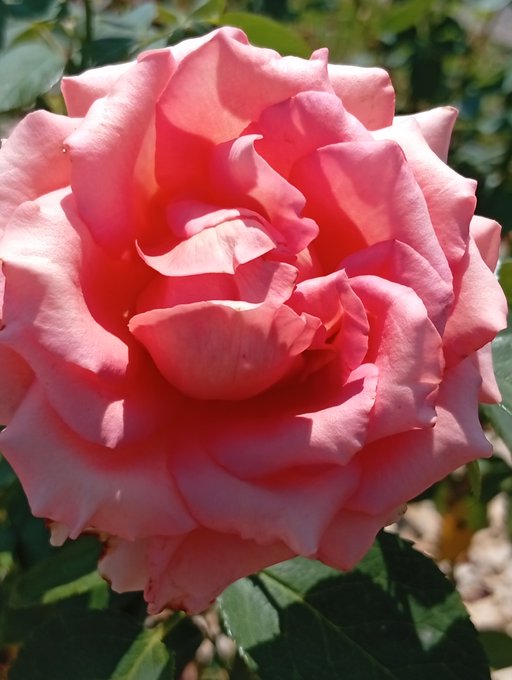 A close-up of a fully bloomed pink rose in sunlight.