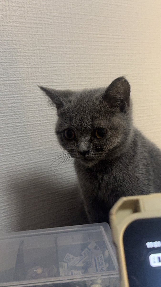 ib__tan's tweet photo. @II1O_o 新しい猫さん増えたよ
3ヶ月の子猫しゃん https://t.co/JM8sP1BEWr