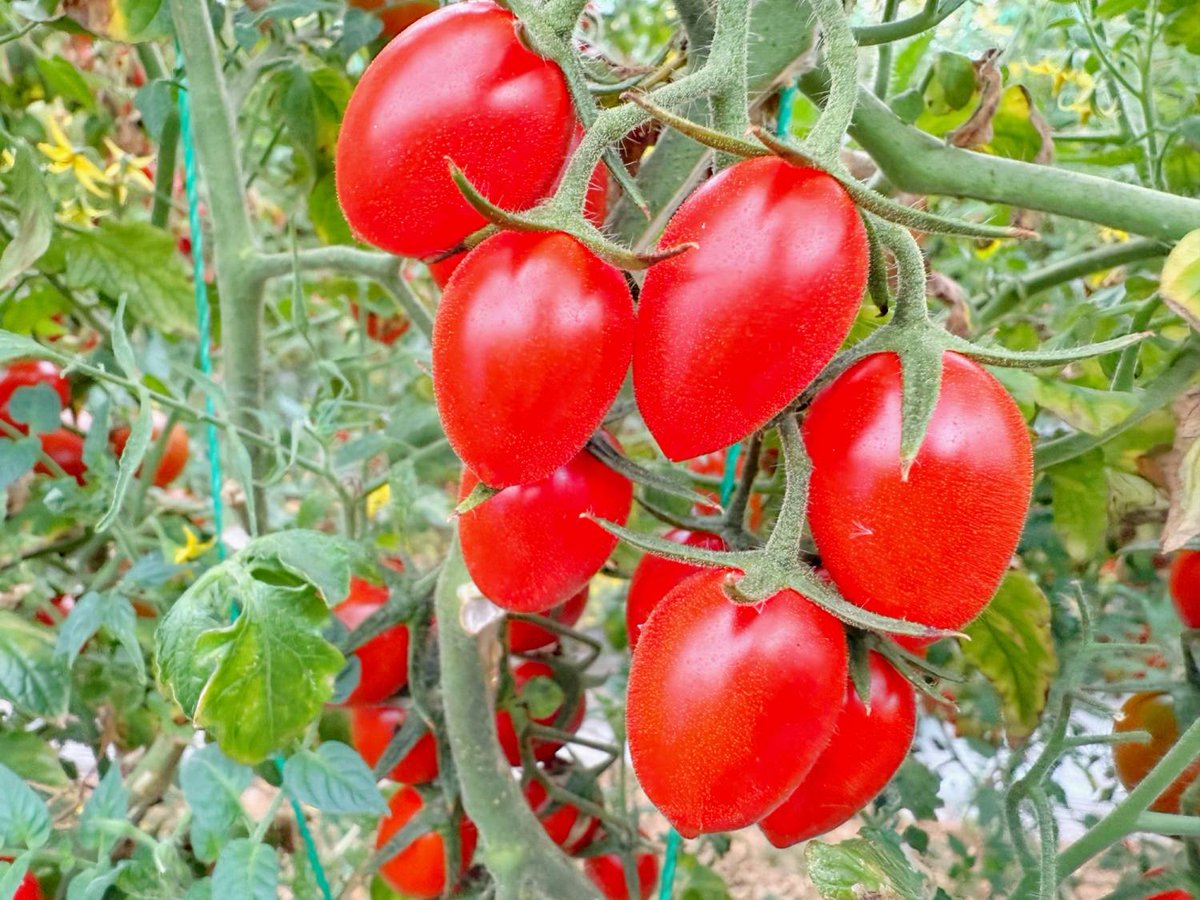 ElizaGeorgdl's tweet photo. Prueba de tomates cherry ecológicos: dulces, jugosos y sin químicos! Perfectos para ensaladas o snacks ， https://t.co/MGTHngy4pp