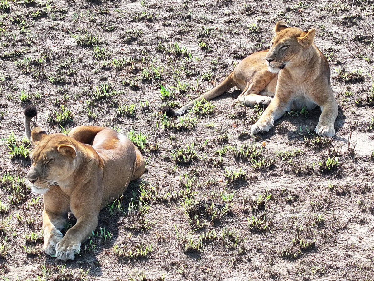 ugwildlife's tweet photo. A second chance for Ishasha’s lions!

The lions of Ishasha are showing remarkable signs of recovery, offering hope for the restoration of this iconic population in Queen Elizabeth National Park.

Conservation efforts continue to protect these magnificent predators.#ExploreUganda https://t.co/bkBRVTKOGJ