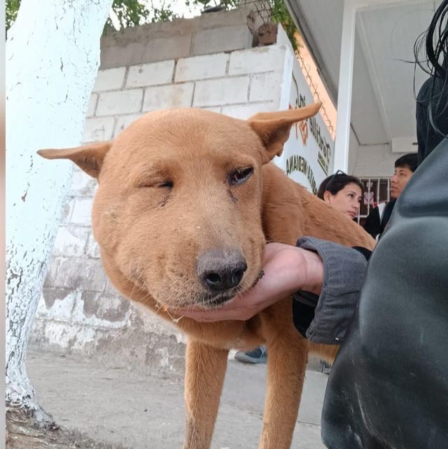 gllgina1's tweet photo. Wero su ayer.. su hoy💕el se fue a vivir a Bahia de Kino .. la foto es cuando paso el huracan Polo.. no le preocupo para nada😅 seguimiento de adopción 🫶 https://t.co/Uk3fuCsuvI
