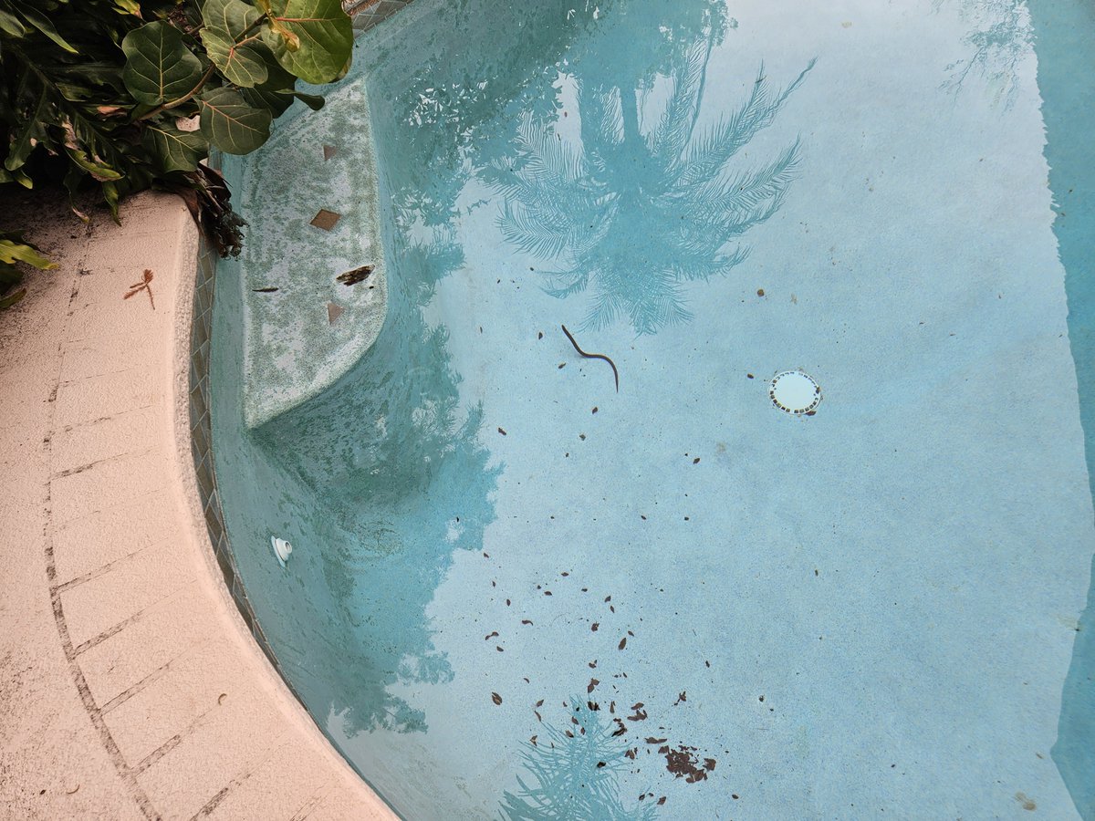 danmmeyer's tweet photo. Happy Sunday morning from Florida.
Let's play a game: weird stick or a snake in the pool? https://t.co/zRZFeruW6O