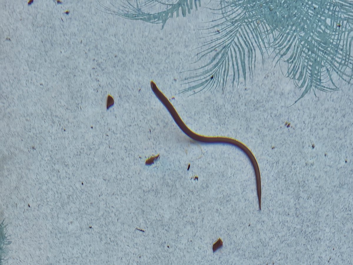 danmmeyer's tweet photo. Happy Sunday morning from Florida.
Let's play a game: weird stick or a snake in the pool? https://t.co/zRZFeruW6O