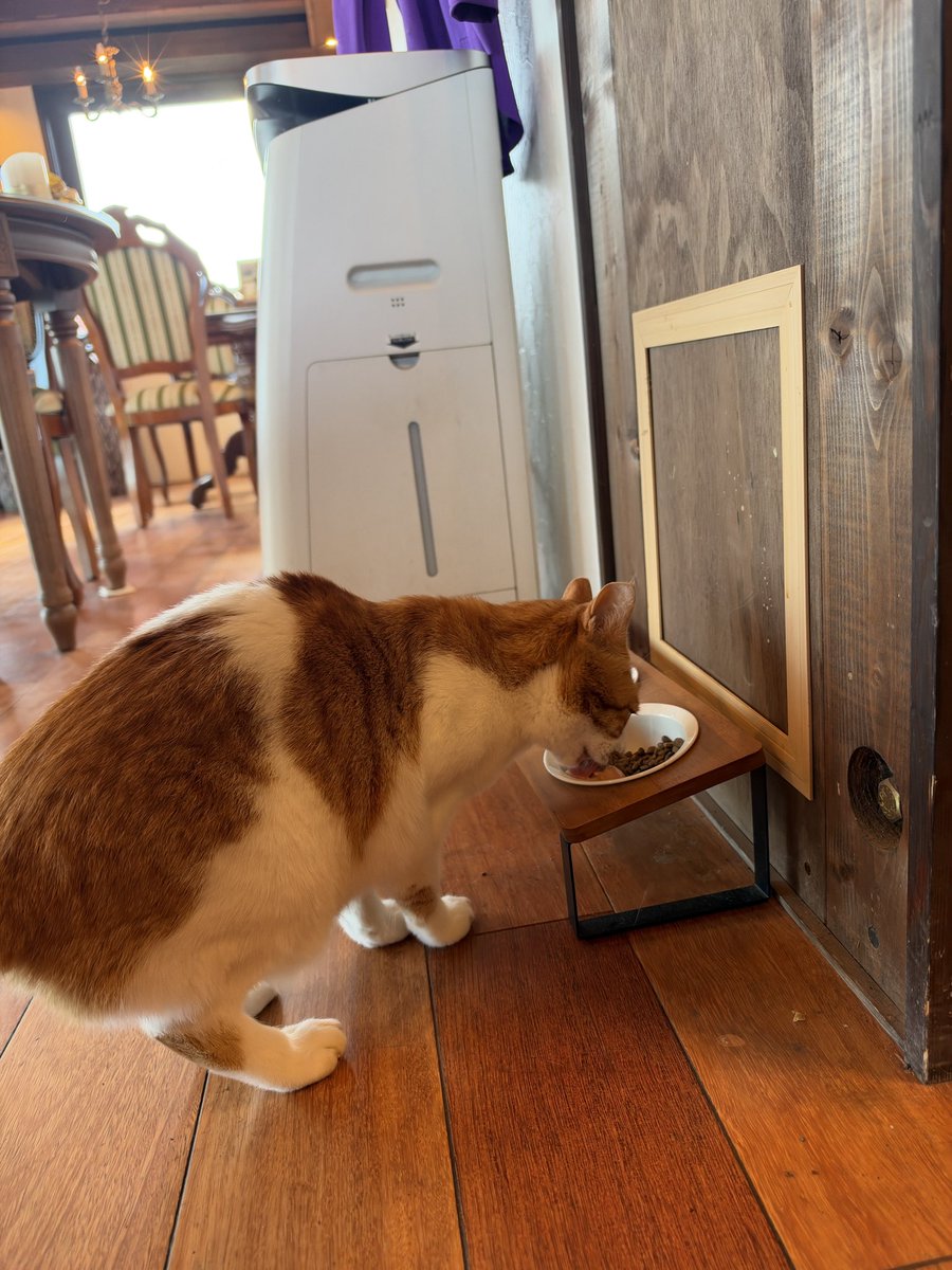 Versailles_Farm's tweet photo. コアラの兄弟、ほっけ🐈

コアラが亡くなってから、ほっけのことも心配してくださる声をたくさんいただいています。

しばらくはコアラを探すように、以前より歩き回っている様子も見られましたが、少しずついつもの日常に戻ってきています。

今日はいつも通りご飯をしっかり食べて、Yogiboでお昼寝して、お客様にもたくさん可愛がってもらっていました。

ほっけのことも、これまで以上にみんなで見守っていきます。

たくさん気にかけてくださり、本当にありがとうございます。