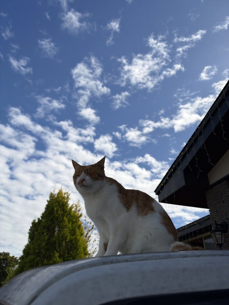 Versailles_Farm's tweet photo. コアラの兄弟、ほっけ🐈

コアラが亡くなってから、ほっけのことも心配してくださる声をたくさんいただいています。

しばらくはコアラを探すように、以前より歩き回っている様子も見られましたが、少しずついつもの日常に戻ってきています。

今日はいつも通りご飯をしっかり食べて、Yogiboでお昼寝して、お客様にもたくさん可愛がってもらっていました。

ほっけのことも、これまで以上にみんなで見守っていきます。

たくさん気にかけてくださり、本当にありがとうございます。