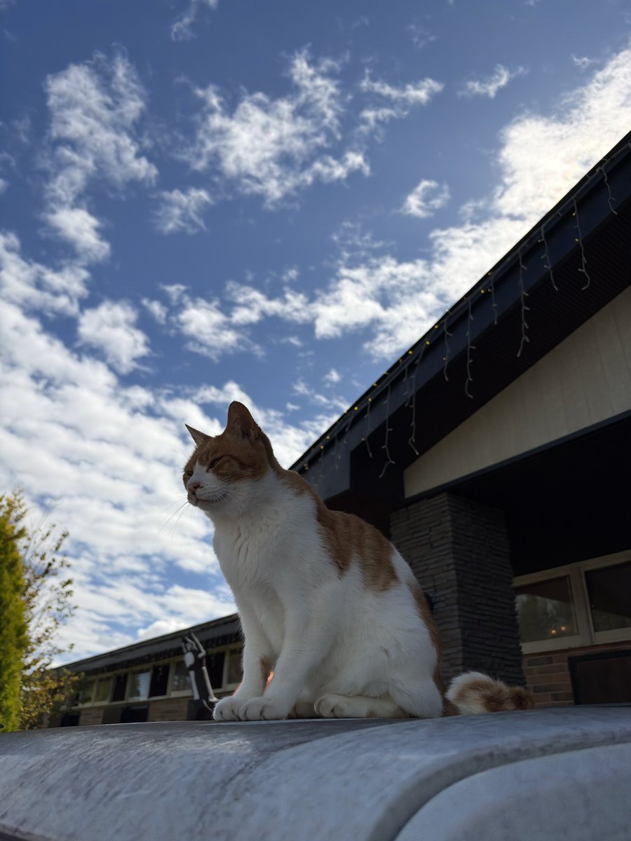 Versailles_Farm's tweet photo. コアラの兄弟、ほっけ🐈

コアラが亡くなってから、ほっけのことも心配してくださる声をたくさんいただいています。

しばらくはコアラを探すように、以前より歩き回っている様子も見られましたが、少しずついつもの日常に戻ってきています。

今日はいつも通りご飯をしっかり食べて、Yogiboでお昼寝して、お客様にもたくさん可愛がってもらっていました。

ほっけのことも、これまで以上にみんなで見守っていきます。

たくさん気にかけてくださり、本当にありがとうございます。