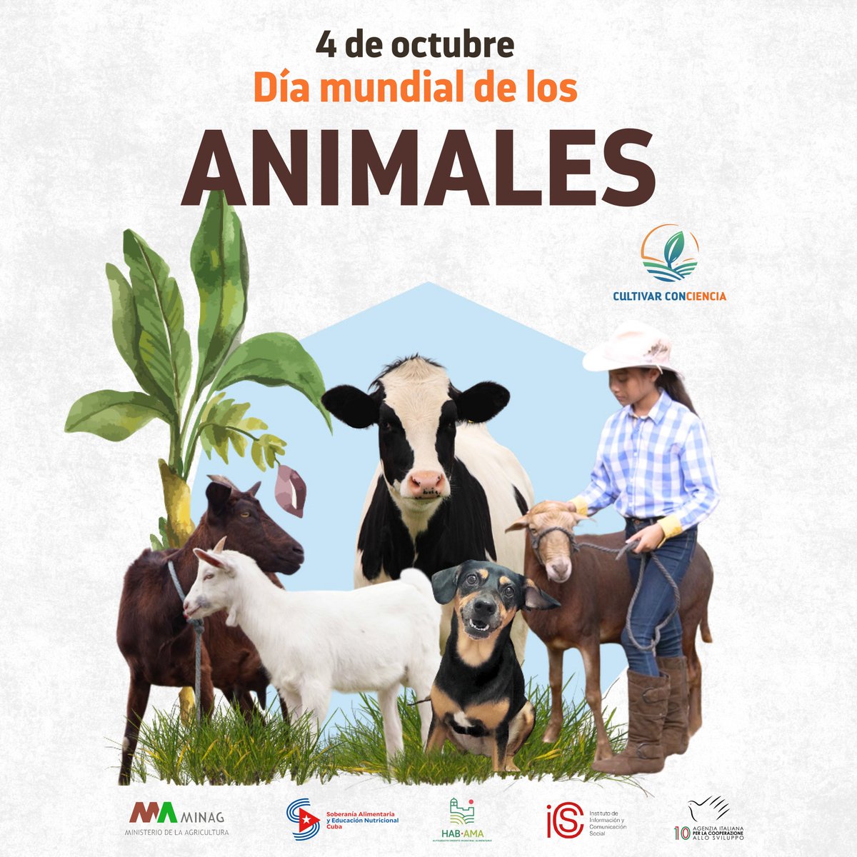 CultivaCiencia's tweet photo. Los animales constituyen un eslabón fundamental en la agricultura, la preservación de los ecosistemas y la salud del medio ambiente. 
🔸Sobre las Ciencias Veterinarias en #Cuba conversamos en uno de nuestros programas 👇🏻
https://t.co/TkegepqYHd https://t.co/JamSx0gbWz