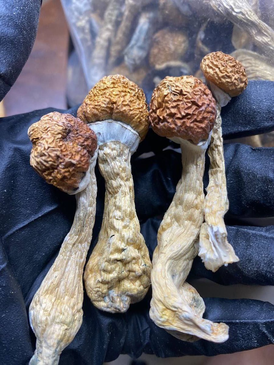 PsychonautPrime's tweet photo. The Connection Between Psilocybin &amp; ADHD

The benefits of psilocybin for people with ADHD have recently gained attention. While the connection between psilocybin and ADHD is still being explored, initial research suggests that it could help those struggling with attention &amp; focus https://t.co/wUi595oG6R