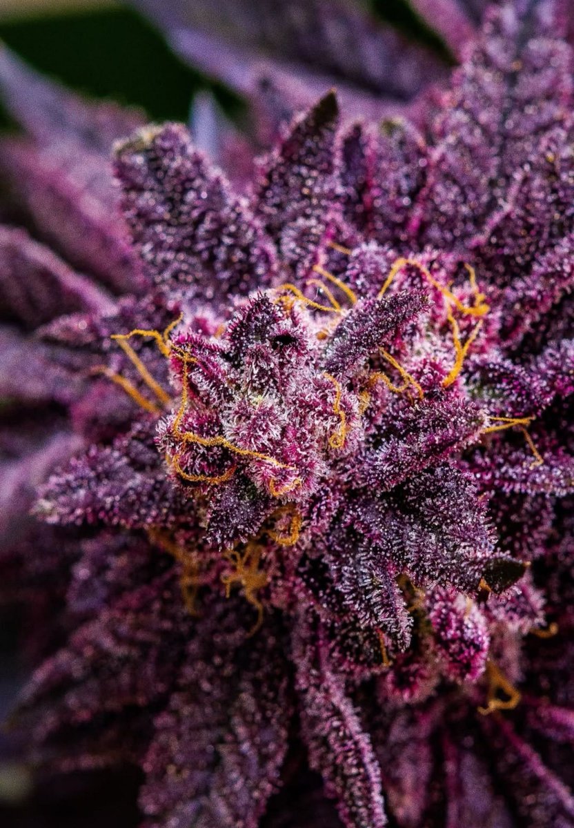 Cannacollectors's tweet photo. Name this strain and get to be our seeds and buds permanents tester 

Good luck 
Only 5 winners 
Best names wins https://t.co/bJKvSItqXU