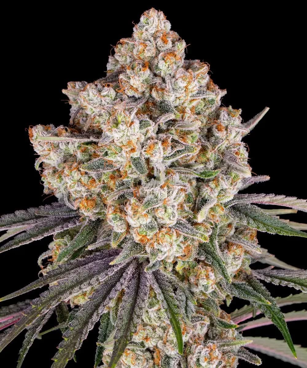 HerbApproach tweet picture