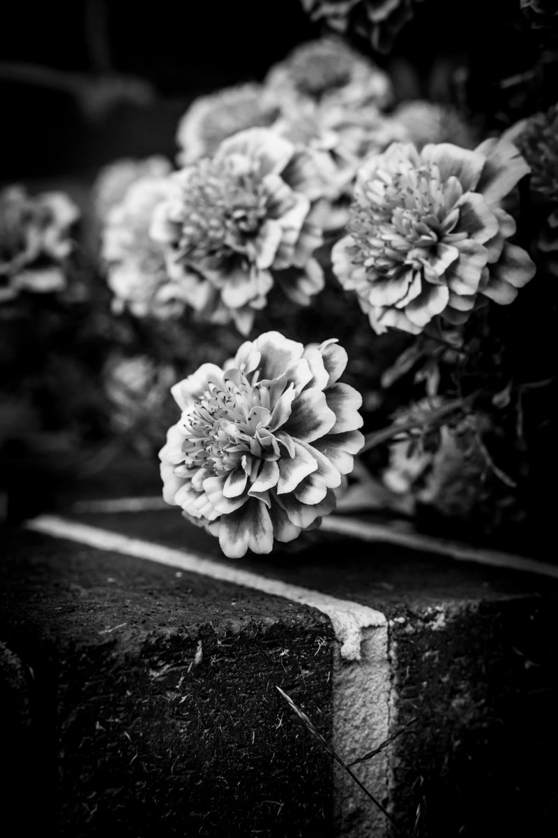 ameriultrabloom tweet picture