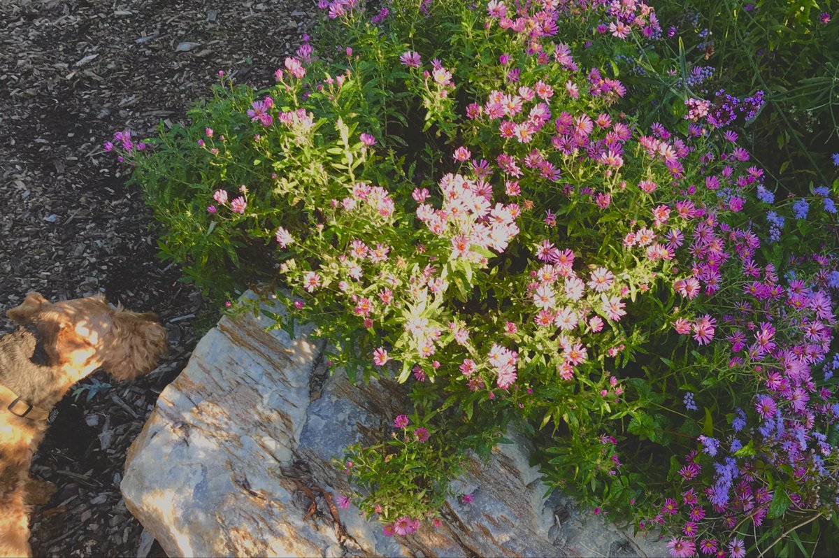 Wen_LePore's tweet photo. Happy Sunday everyone. Here is my #BonAirGarden theme 5.
Today is another raining day. It’s perfect for the lawn and garden. Sow the seeds now: #larkspur, #Sweetpeas, #Snapdragon, #Agastache, #RoseCampion, #LivingstoneDaisies, #PinkEveningPrimrose, #Columbine. 2027 spring is not that far! God bless alll of us. Love.