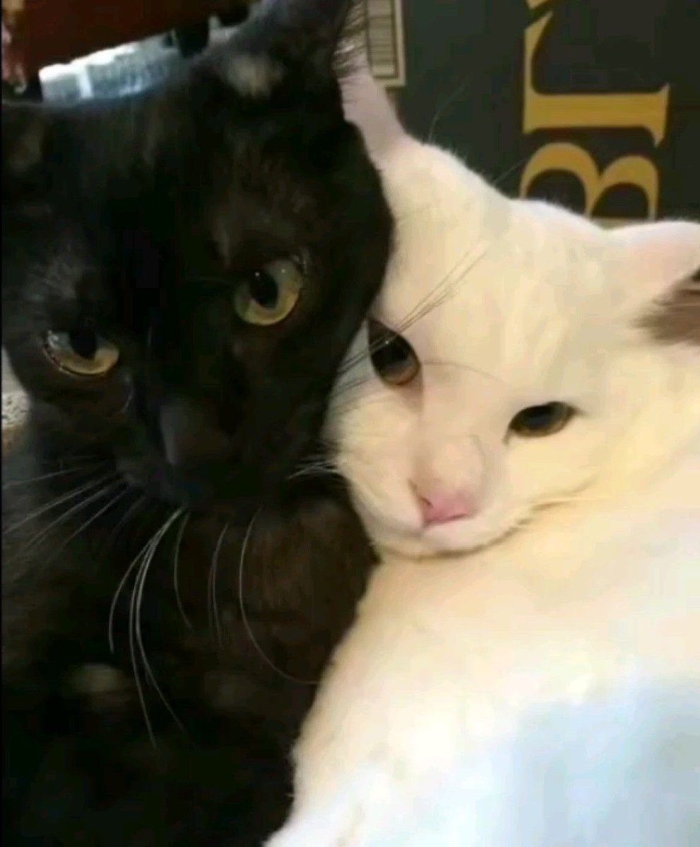 liyulogy's tweet photo. 🐈‍⬛🐈♥︎ https://t.co/H5lA9RG9Ls