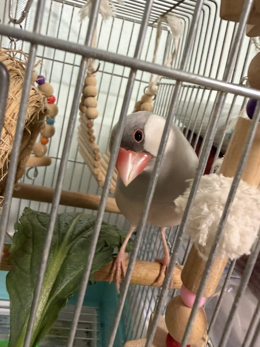Sansan_san_3's tweet photo. 【迷子の文鳥を探しています】
今日も情報なしです😭
寒くなってきた中、ご飯やお水はどうしているかなど心配でなりません。
どうかどこかで保護されていて欲しいです。はやく帰っておいで😭
もし似たような子を見つけたらご連絡をお願いいたします。

#文鳥 #迷子 #文鳥迷子 #鳥迷子 #鳥保護 #川崎 https://t.co/pspNuQf0d8