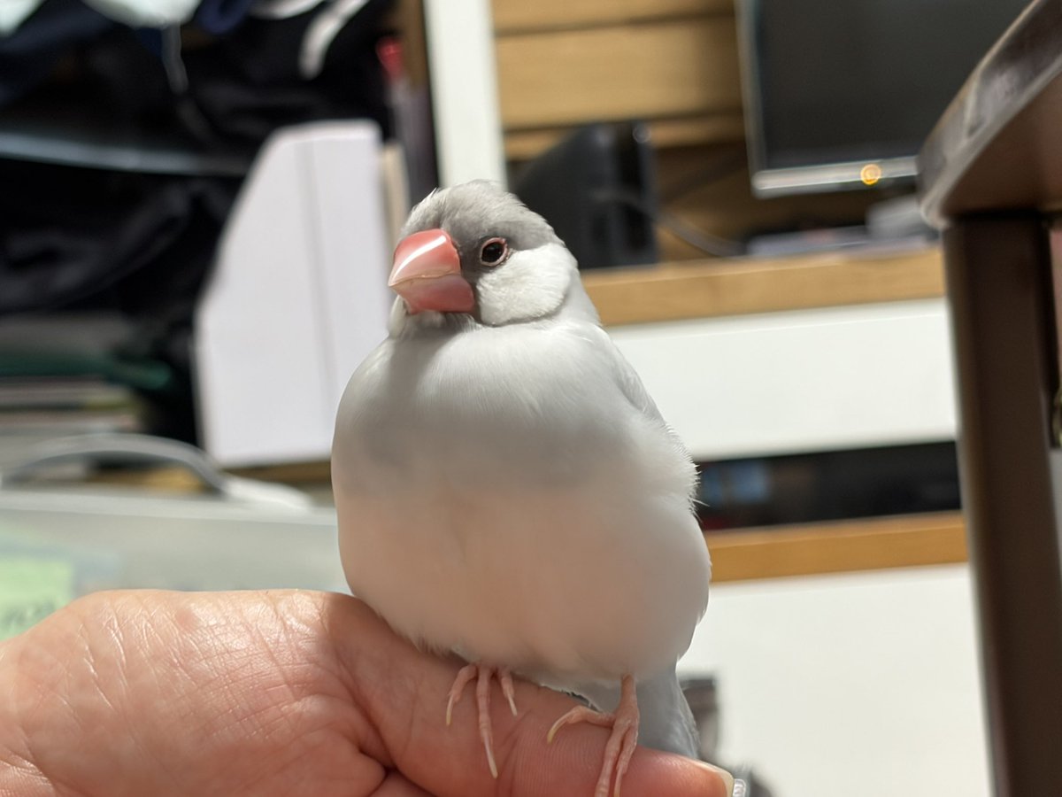 Sansan_san_3's tweet photo. 【迷子の文鳥を探しています】
今日も情報なしです😭
寒くなってきた中、ご飯やお水はどうしているかなど心配でなりません。
どうかどこかで保護されていて欲しいです。はやく帰っておいで😭
もし似たような子を見つけたらご連絡をお願いいたします。

#文鳥 #迷子 #文鳥迷子 #鳥迷子 #鳥保護 #川崎 https://t.co/pspNuQf0d8