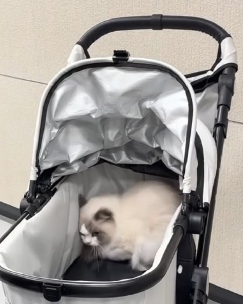 worshipphuwin's tweet photo. แมวที่รักบ้านที่สุด เหมือนอยากกลับบ้านตลอดเวลา😹 ฮานะไม่จอย https://t.co/YWUy3qIB7j