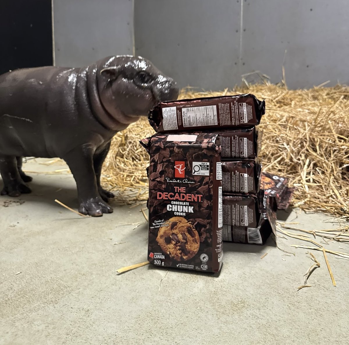 TheTorontoZoo's tweet photo. For Scale: #Maple is growing faster than we can keep up with, so our friends at @PresChoice stopped by your Toronto Zoo with another Canadian icon to help put her size into perspective 👀

Using PC® The Decadent Chocolate Chunk Cookies, #TZTinyTank is six PC® The Decadent Chocolate Chunk Cookies packages high ⚖️🦛 @LoblawsON