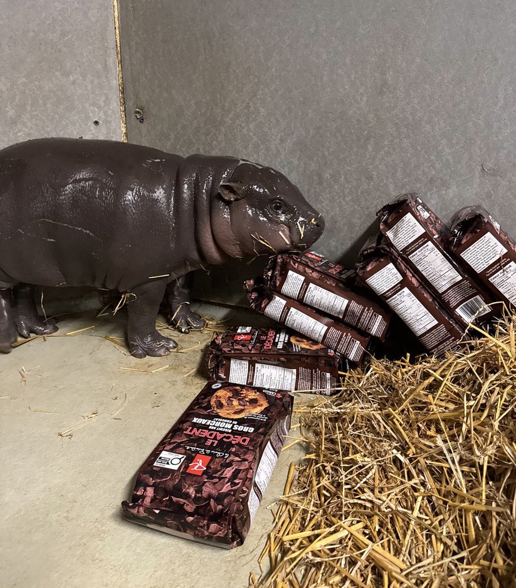 TheTorontoZoo's tweet photo. For Scale: #Maple is growing faster than we can keep up with, so our friends at @PresChoice stopped by your Toronto Zoo with another Canadian icon to help put her size into perspective 👀

Using PC® The Decadent Chocolate Chunk Cookies, #TZTinyTank is six PC® The Decadent Chocolate Chunk Cookies packages high ⚖️🦛 @LoblawsON