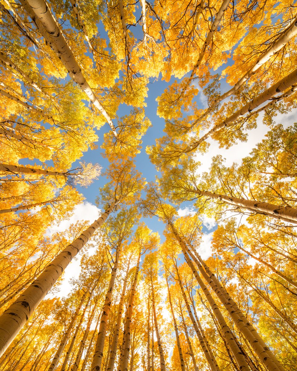 Interior's tweet photo. Fall has entered the chat. 🍂

Quaking aspens turn beautiful shades of yellow in the fall, shimmering as the sun dances across their leaves.

Photo by Jim Grindley https://t.co/Jfuv7y56D7