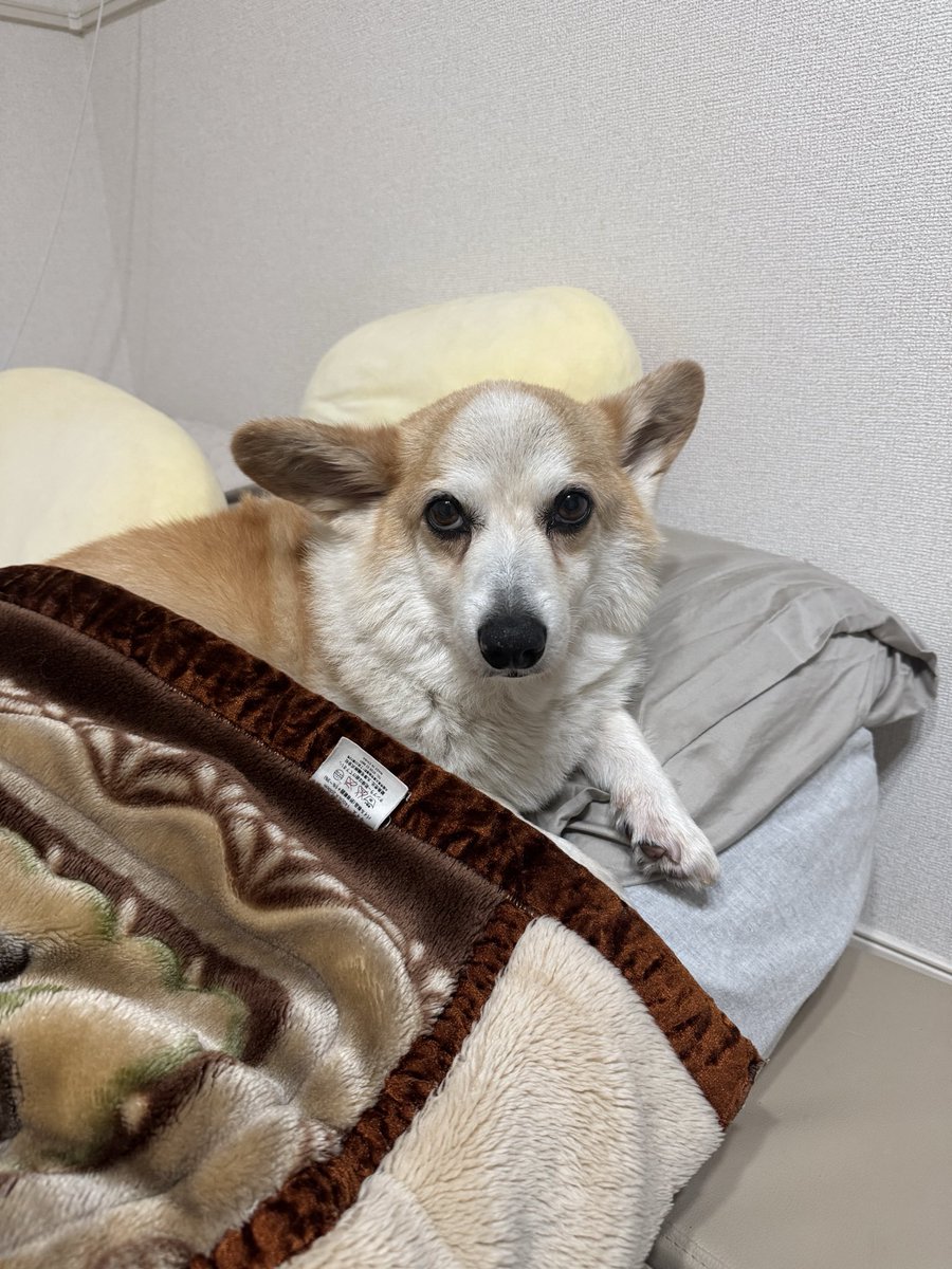 tamomi03's tweet photo. 死守ね死守

どうりで変換できなかったわけ
守死 https://t.co/501kINkby9