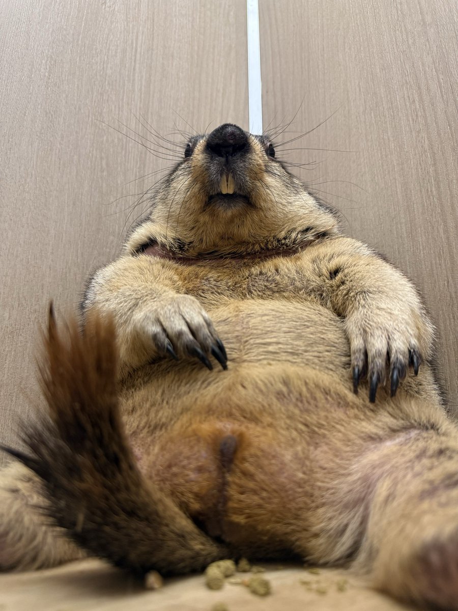 marmot_mamochi's tweet photo. やっぱこれだね
いまからみるよ
#VIVANT https://t.co/XkOlIOBzA3