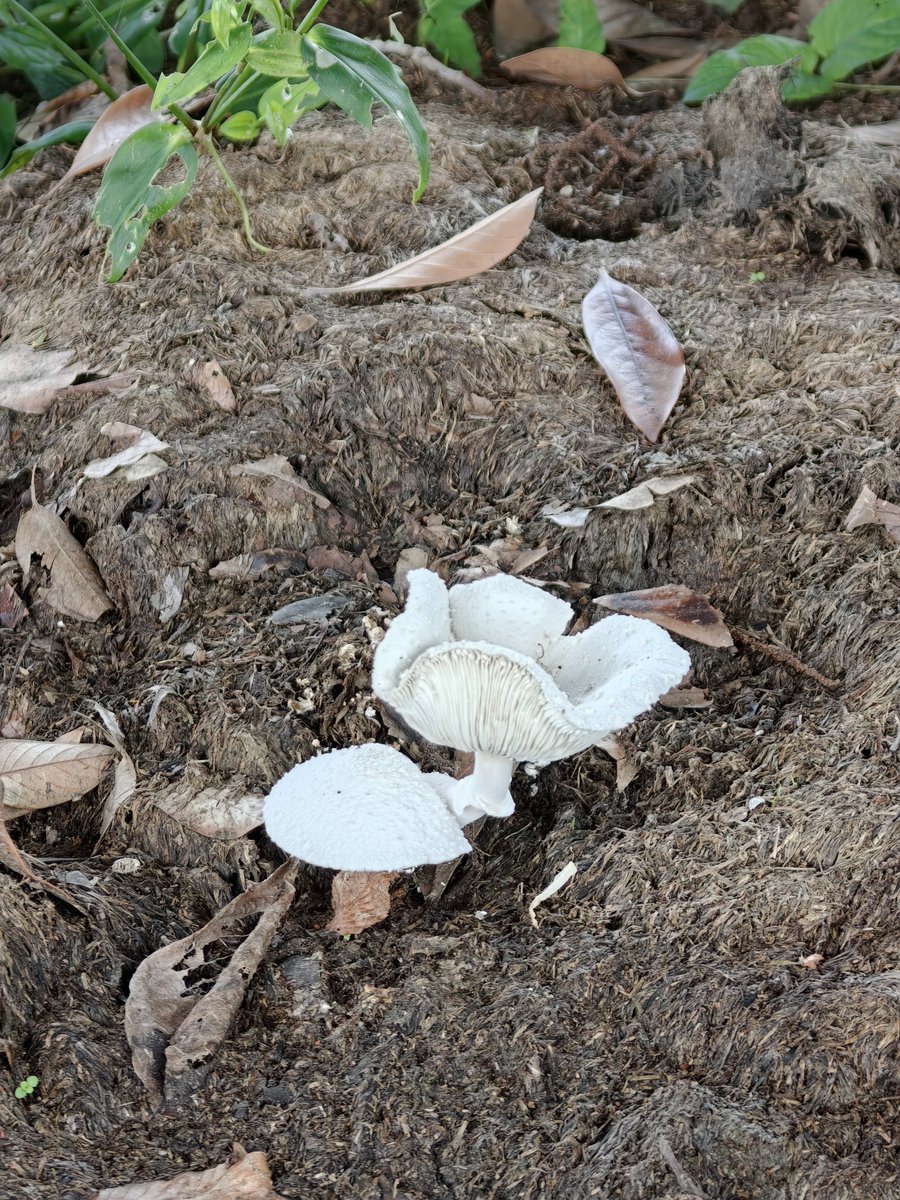 zc72sk12's tweet photo. 子供の最近の趣味、毒キノコ見学
宮代の公園に、白くて怪しいキノコが複数
AIに解析してもらったら毒キノコで有名なオオシロカラカサタケとシロオニタケの可能性があるとか
子供は少し遠くから眺めて嬉しそうだった https://t.co/z7TR5JZ3yX