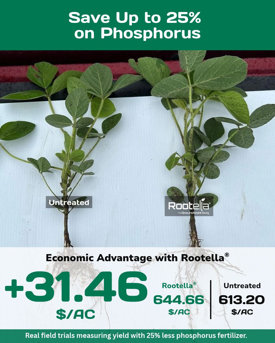 GroundworkBioAg's tweet photo. Safeguard your fertilizer investment 🫘

Recent soy trials show a +$31.46/AC net economic advantage with Rootella®.

Mycorrhizae unlock bound soil phosphorus for robust pod fill—even with reduced synthetic P.

#Treated #Untreated #Soybeans https://t.co/6YwVyMFtXL