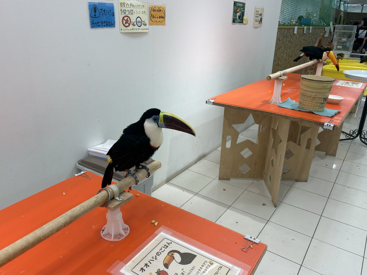 hazeepwxt's tweet photo. 広島のアルパークに動物とふれあえるところがあって、店員さんもとても親切でめちゃくちゃ良かったので大変おすすめです！ https://t.co/Q6inOUHTuM