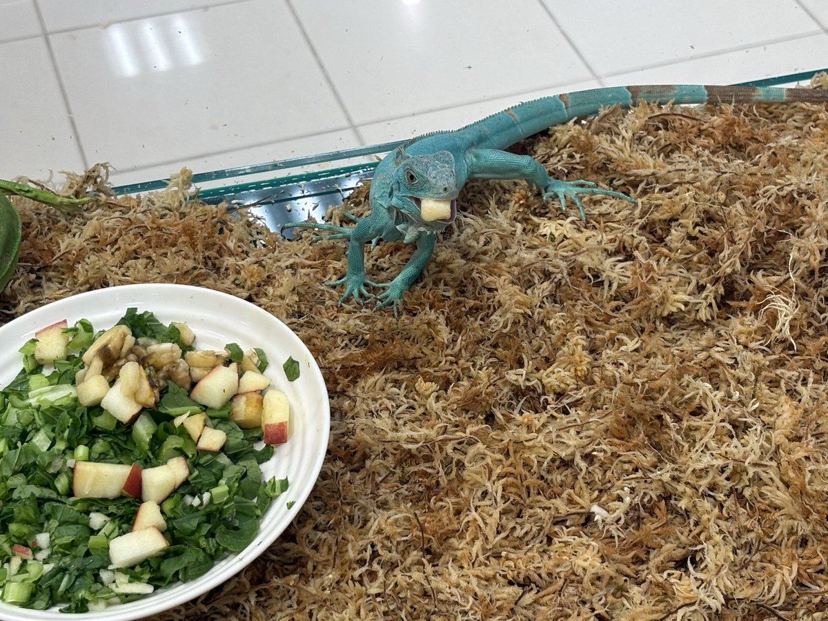 hazeepwxt's tweet photo. 広島のアルパークに動物とふれあえるところがあって、店員さんもとても親切でめちゃくちゃ良かったので大変おすすめです！ https://t.co/Q6inOUHTuM