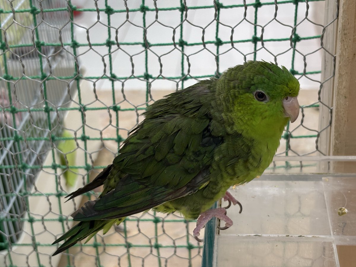 hazeepwxt's tweet photo. 広島のアルパークに動物とふれあえるところがあって、店員さんもとても親切でめちゃくちゃ良かったので大変おすすめです！ https://t.co/Q6inOUHTuM