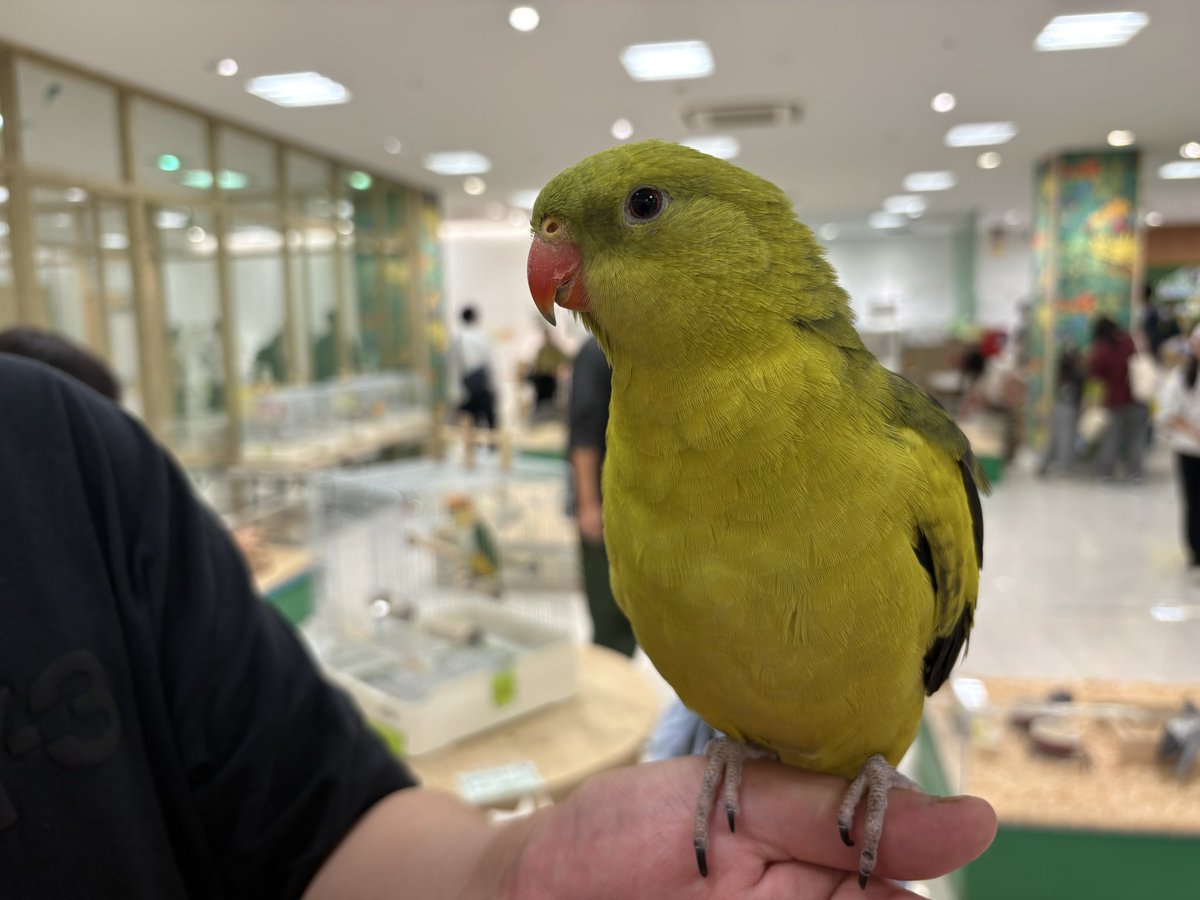 hazeepwxt's tweet photo. 広島のアルパークに動物とふれあえるところがあって、店員さんもとても親切でめちゃくちゃ良かったので大変おすすめです！ https://t.co/Q6inOUHTuM