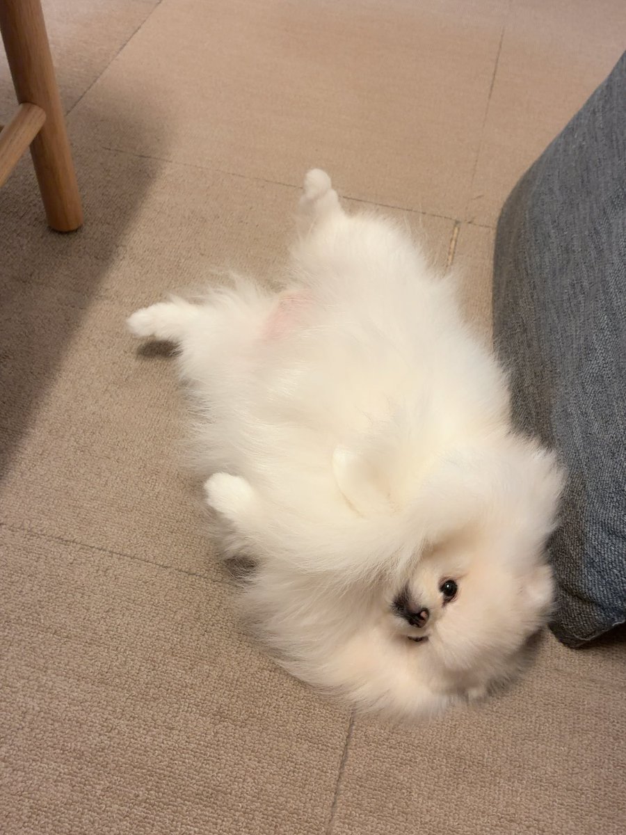 tiisaiwataame's tweet photo. 横に来ておもむろに転がるわたあめ https://t.co/nfAJc3eTXf