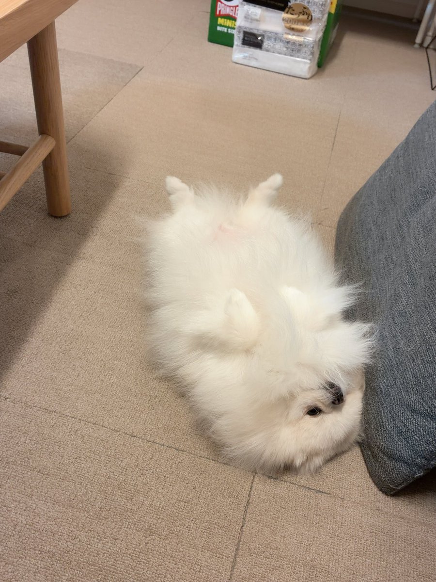 tiisaiwataame's tweet photo. 横に来ておもむろに転がるわたあめ https://t.co/nfAJc3eTXf