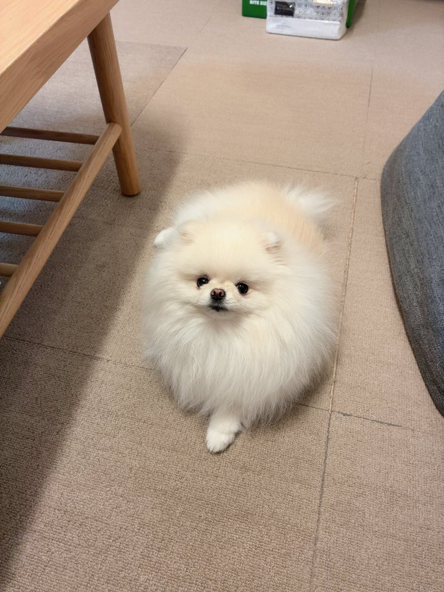 tiisaiwataame's tweet photo. 横に来ておもむろに転がるわたあめ https://t.co/nfAJc3eTXf