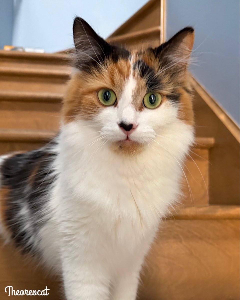 TheOreoCat's tweet photo. Good morning everypawdy,
Today I saw a squirrel stinking on my front lawn. I thought mooning me was rude! 
~ Olive 🫒 

#theoreocat https://t.co/06TrCiGBj8